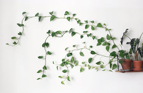 pothos ivy plant delivery denver wall design