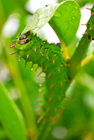 silkworm