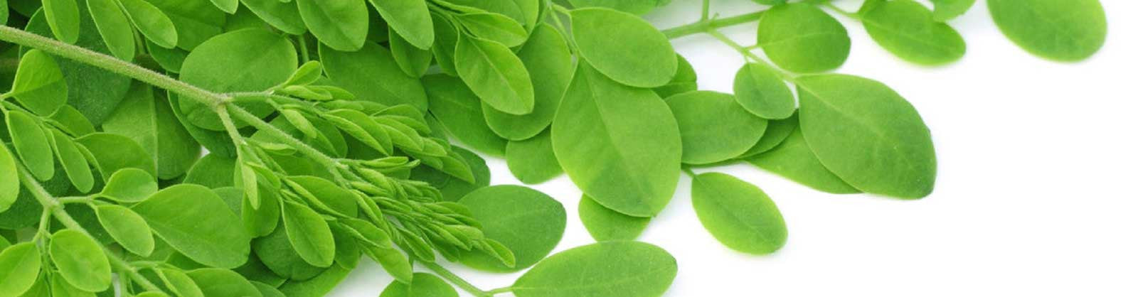 What is Moringa?