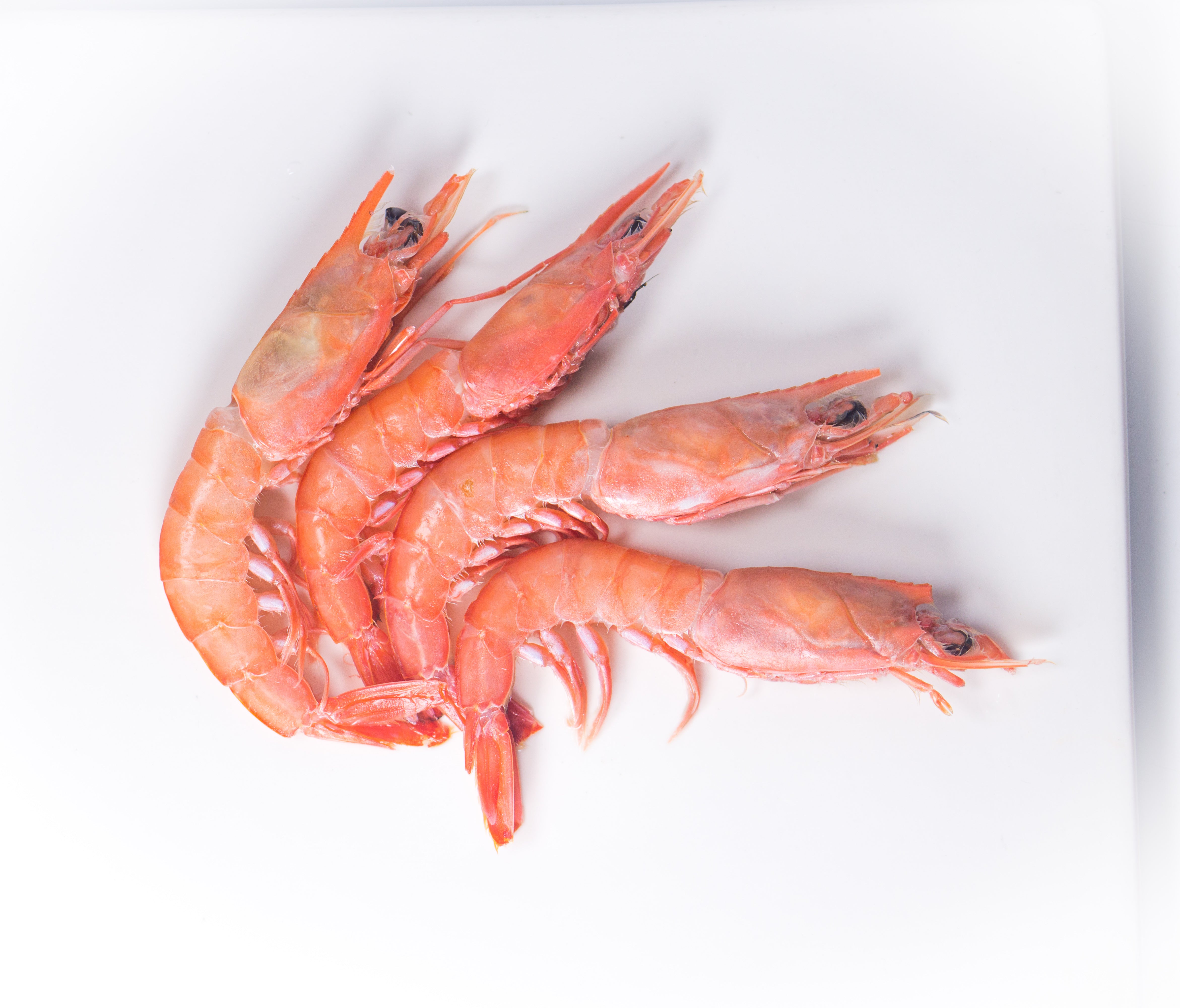 what are red shrimp