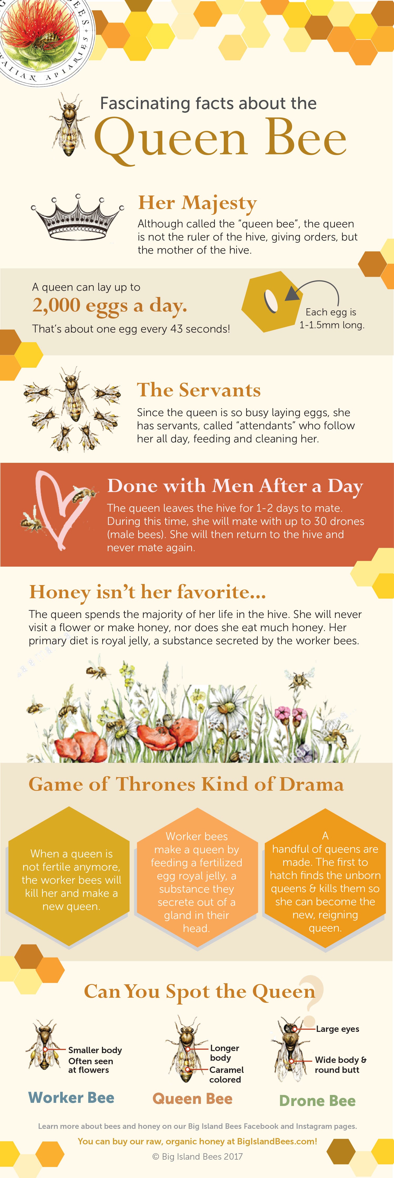 queen bee infographic
