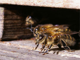 Guard bees defend the hive and are most likely to sting
