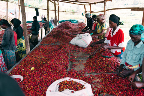 Coffee cherries picking and sorting 