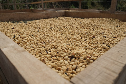 Coffee Parchment at Imperio Rojo