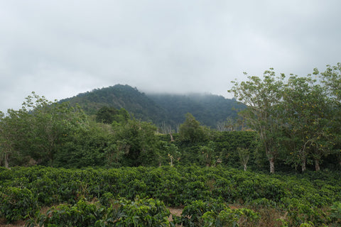 Coffee plants at Imperio Rojo