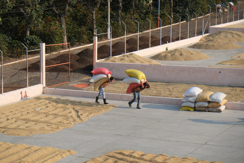 Pulcal coffee farm drying beds 