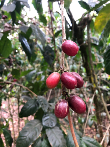 Coffee cherry plant 