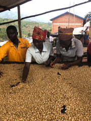 Green coffee bean sorting in Bumbogo, Rwanda