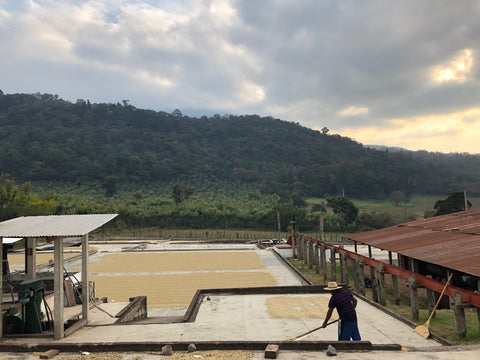 Hacienda Carmona de Pulcal coffee farm drying beds 