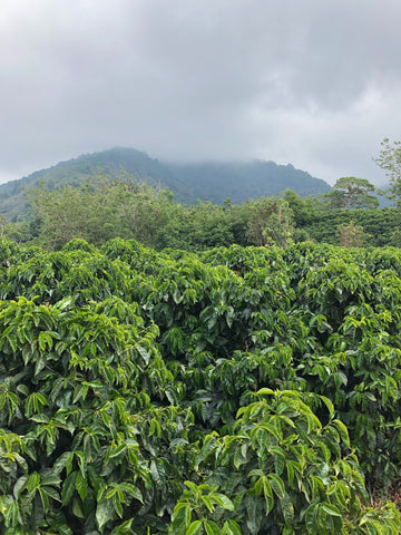 Los Higuerones coffee farm with Catuai and Caturra coffee plants 