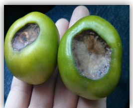 pudicion-apical-en-tomate