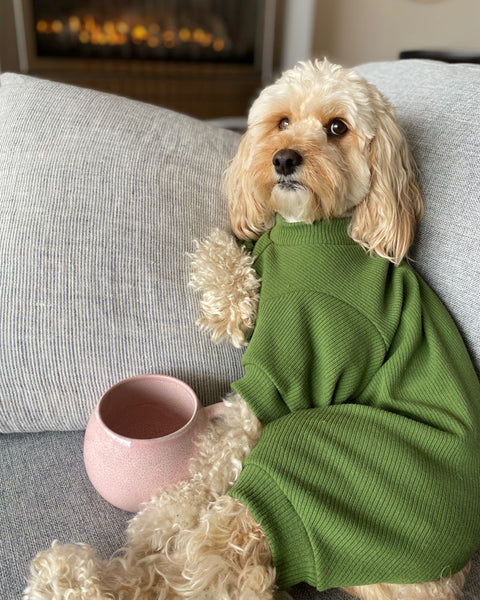 Dog wearing a sweater on the couch