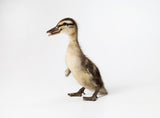 baby duck standing, feathers used in food 