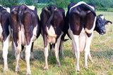 cows and sex hormones in milk