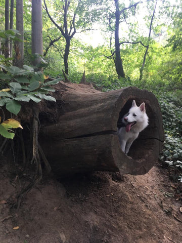 pomsky in a tree trunk
