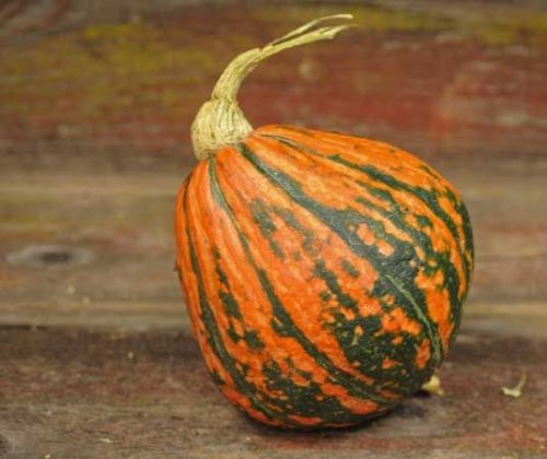 lakota squash