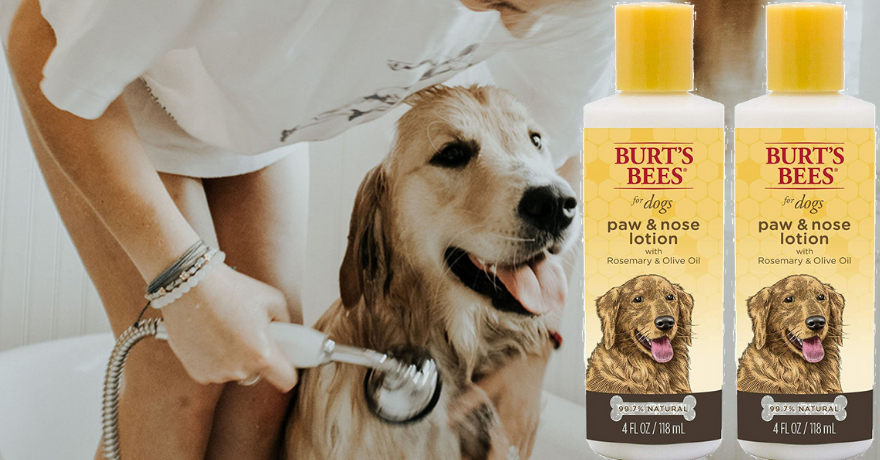 burt's bees dog paw and nose lotion