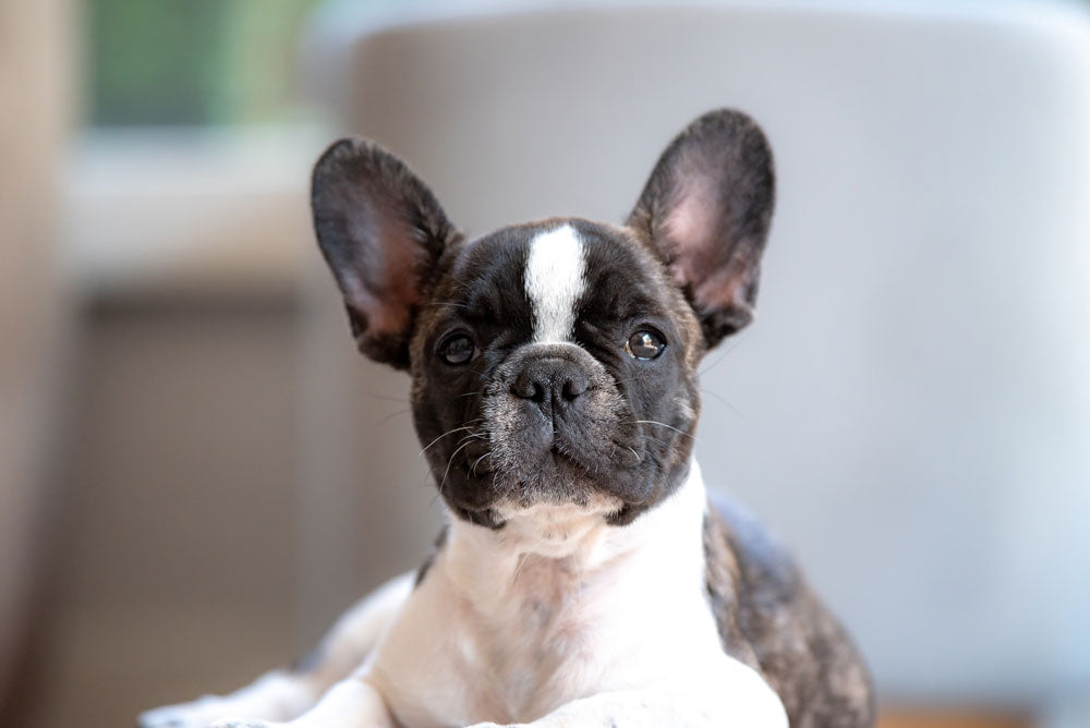 are french bulldogs good pets