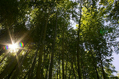 bamboo growth