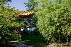 bamboo landscape