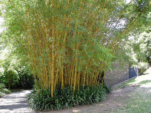 planting bamboo in winter