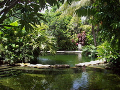 bamboo landscape