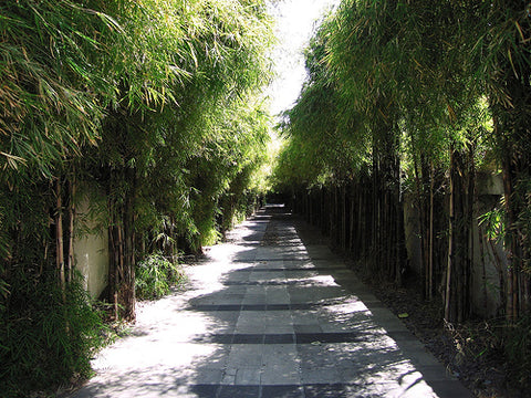 Bamboo Walkway