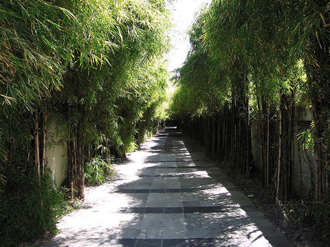 bamboo plants path