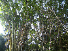 clumping bamboo