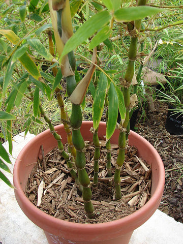 Buddha Belly Bamboo | Bambusa Ventricosa