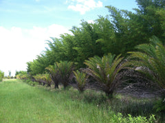 Seabreeze Bamboo Privacy Screen with Date Palms