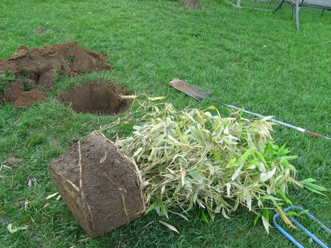 Landscaping Bamboo Hedge