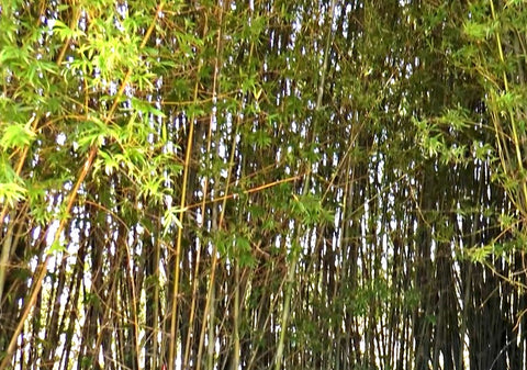 Seabreeze Bamboo Privacy Screen