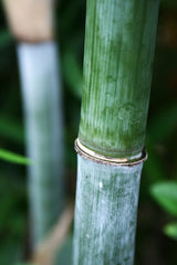 tropical blue bamboo