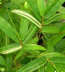 buddha belly bamboo