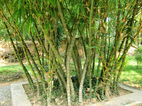 Buddha Belly Bamboo | Bambusa Ventricosa