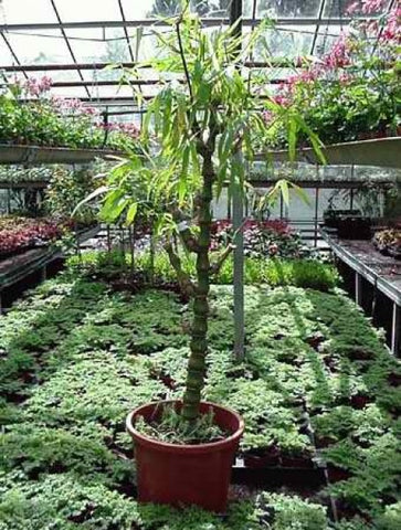 Giant Buddha's Belly Bamboo Potted