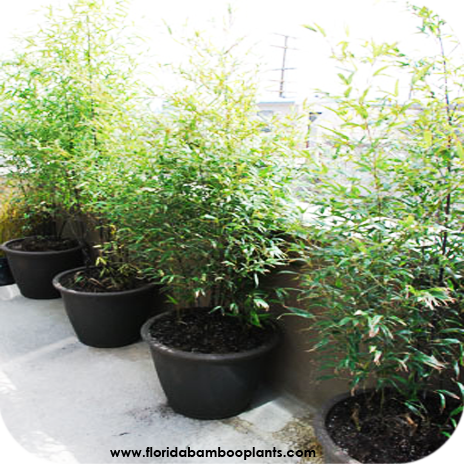 order bamboo plants for sale