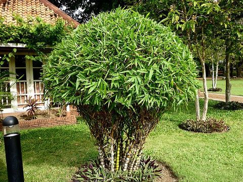 ornamental bamboo centerpiece ventricosa kimmei