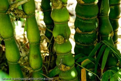 Buddha Belly Bamboo | Bambusa Ventricosa