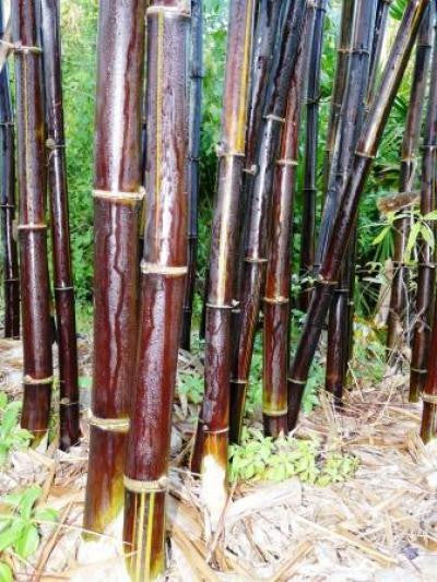 Bambusa lako 10 graines bambou noir de Timor
