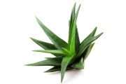 Cream ingredient aloe vera