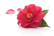 Cream ingredient camellia