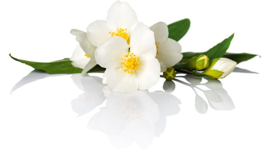 jasmine essential oil for organic creams and lotions