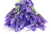 Cream ingredient lavender