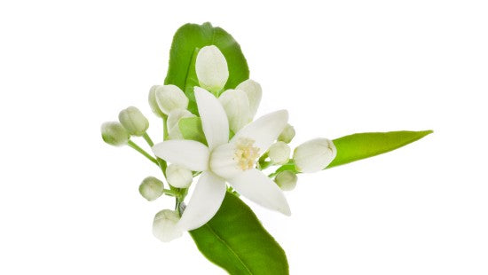 neroli essential oil is a great anti-bacterial and used for skin toning