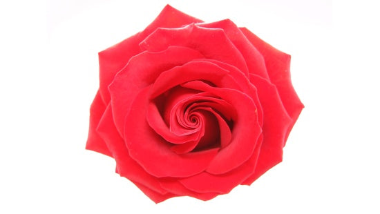rose essential oil is excellent for scars and acne on skin