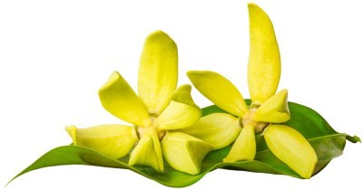 ylang ylang