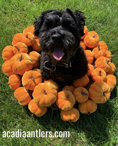 Otto Acadia Antlers GIVEAWAY and Fall Dog Tips Fun Pumpkin Leaves Play Puppy