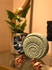 Blue Leaf Abaca Planter